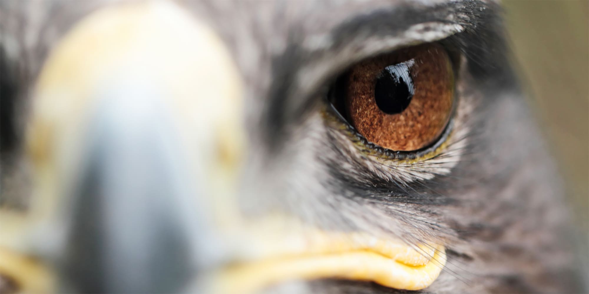 Which Birds Have Binocular Vision: A Fascinating Look - birdsmentor